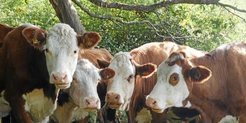 ”Öka den svenska livsmedelsproduktionen”