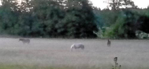 Död häst inte ihjälplågad