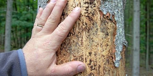 Ökande ersättningskrav för insektsskador