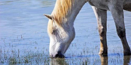 Hästar dog av förgiftat vatten