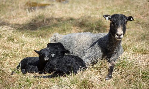 KLS Ugglarps börjar slakta lamm på Gotland