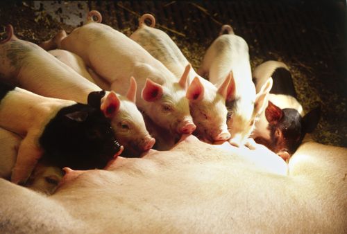 Bättre ben på suggan ger längre livstid och därmed fler smågrisar.