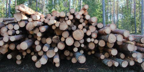 Ministern svänger om avgift för virkesupplag