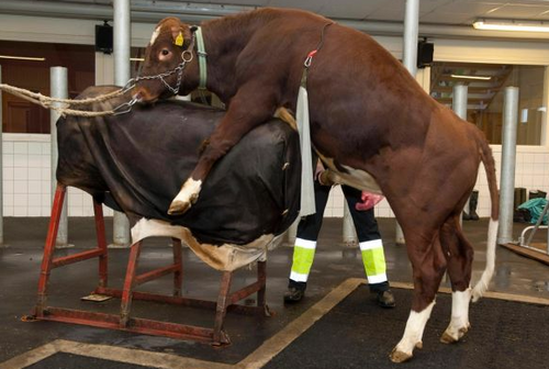 Viking Genetics drar ner