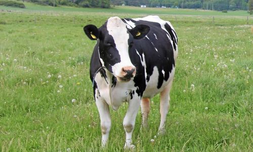 ”Arla borde ta hjälp när de utvecklar ekoregler”