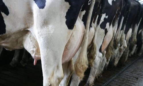 Ingen tar ansvar för att mjölken backar