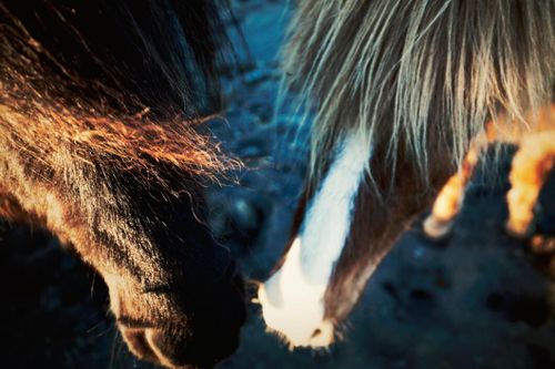 20-tal lösa hästar nära E4