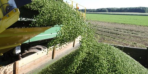 Ärtjättar vill expandera – söker nya odlare