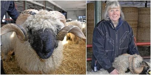 De har världens näst största svartnosbesättning