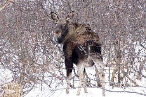 Grimsö forskar på svår älgsjukdom