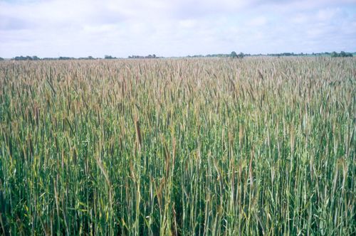 Vill se fler godkända växtskyddsmedel