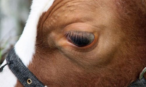 Fler anmälningar av djurplågeri