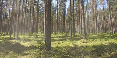 Alliansen vill utreda äganderätten