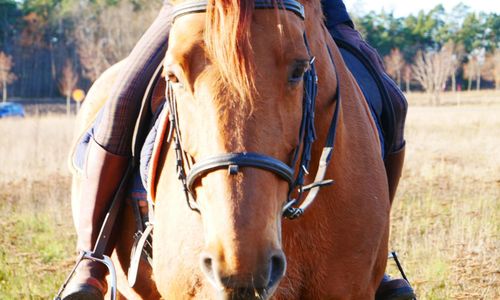 Förlängd tid för djurregistrering