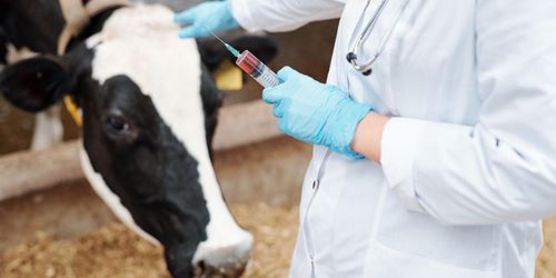 ”Underlätta rekryteringen av utländska veterinärer”