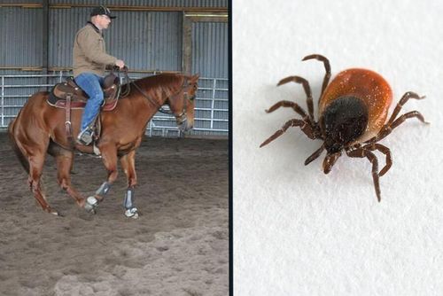 Blev akut sjuk av fästingbett - fick betala för vård utomlands