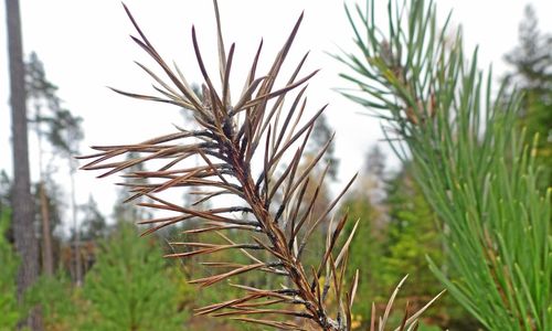 Ny skadegörare på tall sprider sig