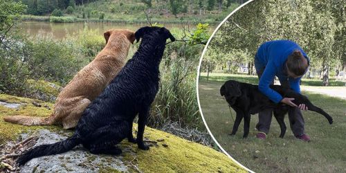 Värm upp och varva ner – så håller hunden längre