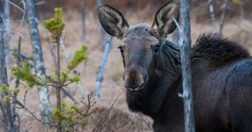 Älgjakt: Nu ökas beredskap för svältsjuk älg