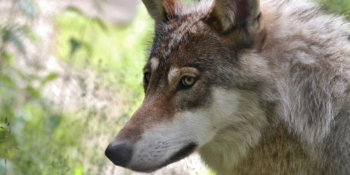 Oro efter vargattack som dödade 14 får