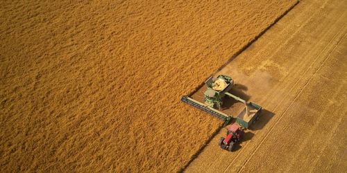 Mer än sex miljoner ton spannmål har tröskats i år