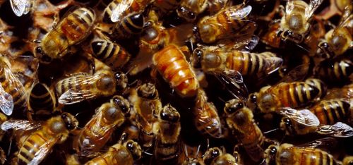 Neonikotinoider på väg mot utökat förbud