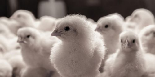 Kycklingleverantör polisanmäld – gör motanmälan