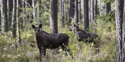 Svenska älgen kan rödlistas