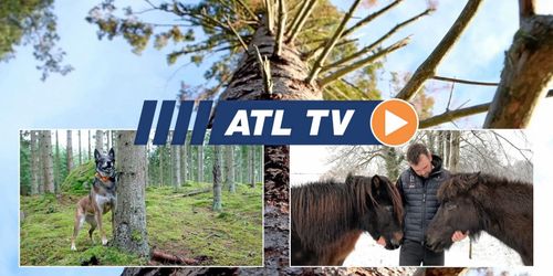 ATL TV: Hunden hittar barkborrarna