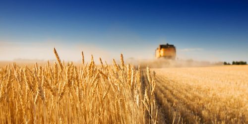 Spannmålsskörden kan slå rekord i år
