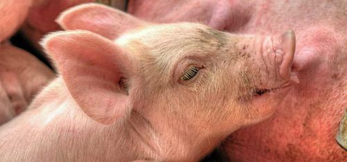 Danska protester mot svenska grisregler