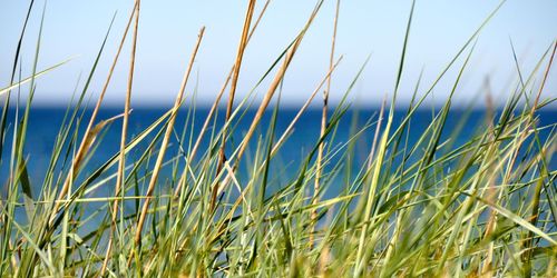 Strukturkalkning minskar fosfor i haven