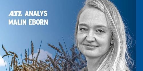 Ny skörd och starkare krona pressar spannmålspriserna