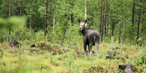 Skogsstyrelsen: Vi har förmodligen underskattat betesskadornas effekter