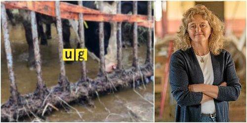 Kravs vd om granskningen: Stämmer inte med vår bild