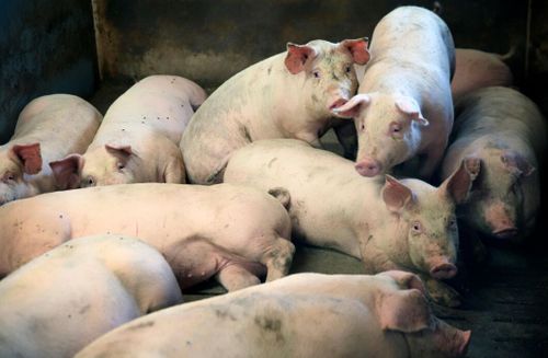 Svinpest upptäckt på japansk gård