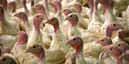 Nytt fall av fågelinfluensa i Skåne