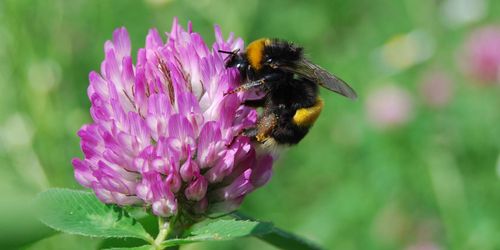 ”Vissa neonikotinoider kan gynna humlor”