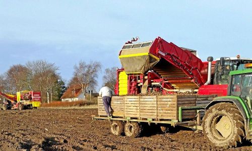 På julafton togs sista potatisen upp