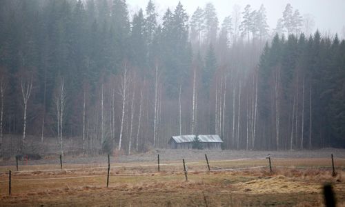 Synpunkter på EU:s skogsstrategi efterlyses