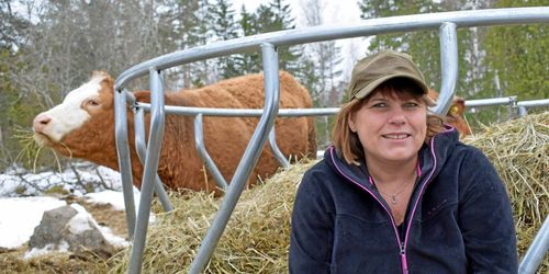Forskare: Ökad djurvälfärd i slakten lönar sig