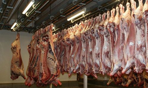 Allt längre kö till slakteriet