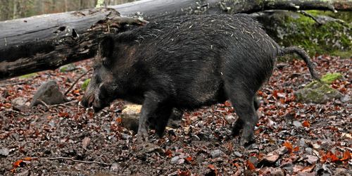 Vildsvin attackerade jägare