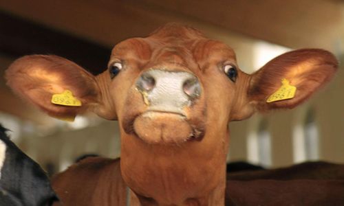 Omstridd djurambulans förlorar viktigt kontrakt