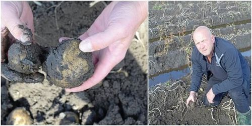 Regnet får hans potatis att ruttna bort