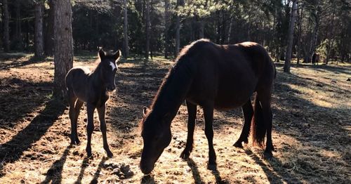 Stoet Juline med sitt nyfödda svarta hingstföl som såg dagens ljus på första maj.