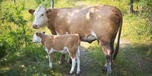 Två kvinnor till sjukhus efter koattack