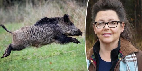 Importerat kött liten risk för svinpest