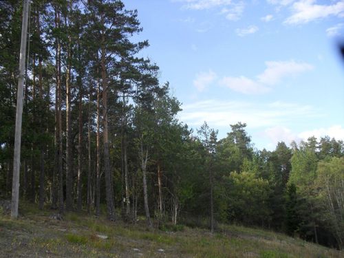 Lista: Här är det bäst att investera i skog