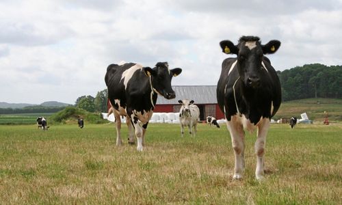 ”Häxjakten på jordbruket måste upphöra”